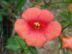 Campsis × tagliabuana