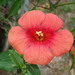 Hybrid Trumpet Vine - Photo (c) Thomas Mesaglio, some rights reserved (CC BY), uploaded by Thomas Mesaglio