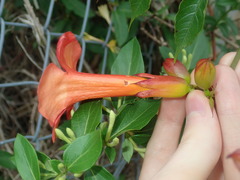 Campsis × tagliabuana