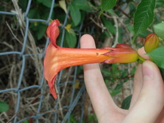 Campsis × tagliabuana