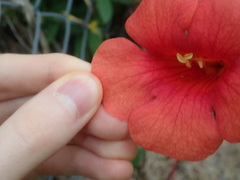 Campsis × tagliabuana