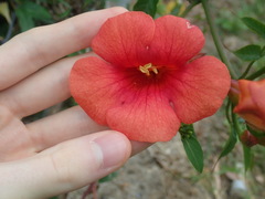 Campsis × tagliabuana
