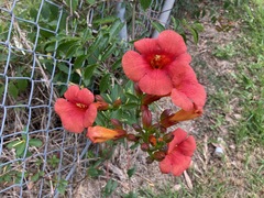 Campsis × tagliabuana
