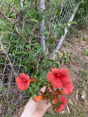 Campsis × tagliabuana