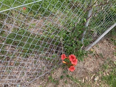 Campsis × tagliabuana