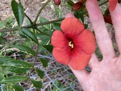 Campsis × tagliabuana