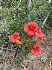 Campsis × tagliabuana