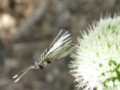 Protographium leosthenes