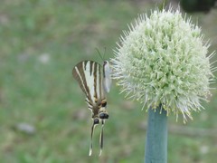 Protographium leosthenes