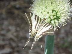 Protographium leosthenes