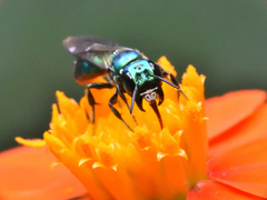 Calloceratina
