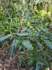 Myrsine cubana
