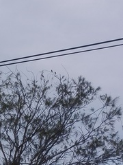 Psilopogon haemacephalus