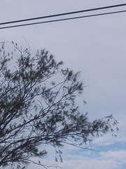 Psilopogon haemacephalus