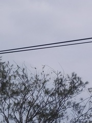 Psilopogon haemacephalus