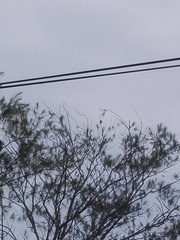 Psilopogon haemacephalus