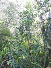 Myrsine cubana
