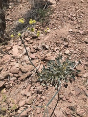 Eriogonum nudum westonii