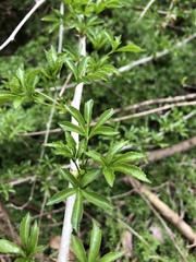 Eleutherococcus sieboldianus