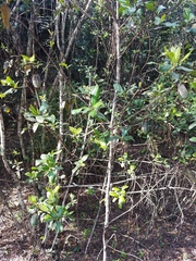 Myrsine cubana