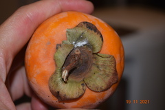 Sclerotinia sclerotiorum