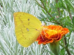 Catopsilia gorgophone