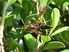 Polistes oculatus