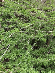 Eleutherococcus sieboldianus