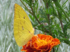 Catopsilia gorgophone