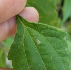 Calycomyza eupatorivora
