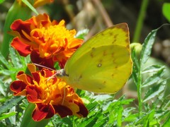 Catopsilia gorgophone