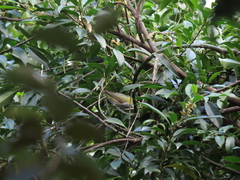 Zosterops erythropleurus