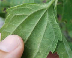 Calycomyza eupatorivora
