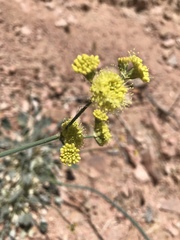 Eriogonum nudum westonii