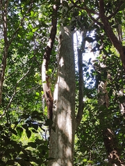 Lagerstroemia calyculata
