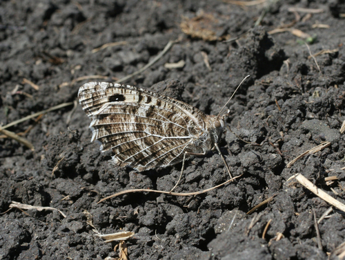 Nevada Grayling