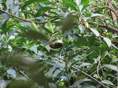 Zosterops erythropleurus