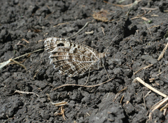 Pseudochazara hippolyte