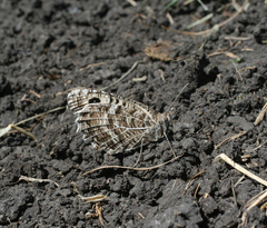 Pseudochazara hippolyte