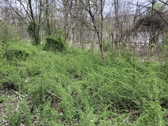 Eleutherococcus sieboldianus