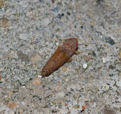 Scaphoideus luteolus