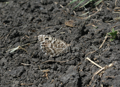 Pseudochazara hippolyte