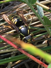 Vespula infernalis
