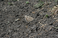 Pseudochazara hippolyte