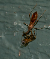 Rocconota annulicornis