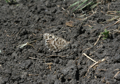 Pseudochazara hippolyte