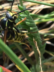 Vespula infernalis