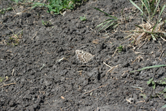 Pseudochazara hippolyte