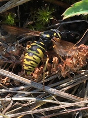Vespula infernalis