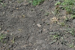 Pseudochazara hippolyte